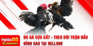 Đá Gà Cựa Sắt - Theo Dõi Trận Đấu Đỉnh Cao Tại Hello88