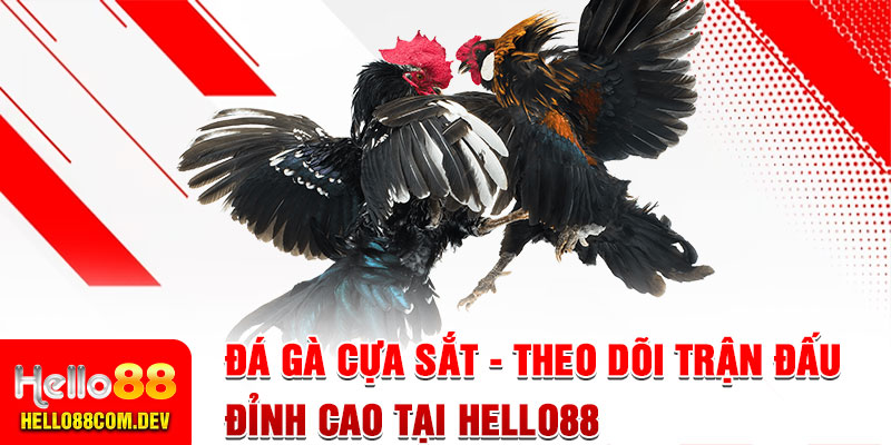 Đá Gà Cựa Sắt - Theo Dõi Trận Đấu Đỉnh Cao Tại Hello88